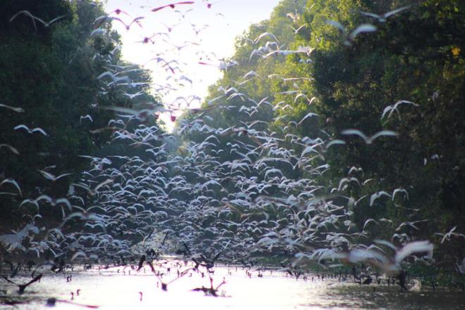 Tram Chim National Park – a paradise in flood season